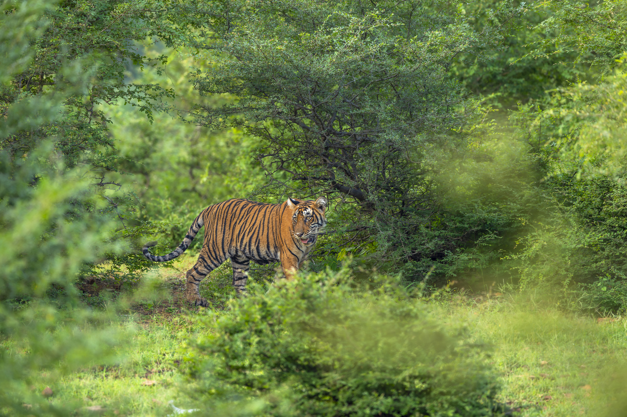 TOFTigers